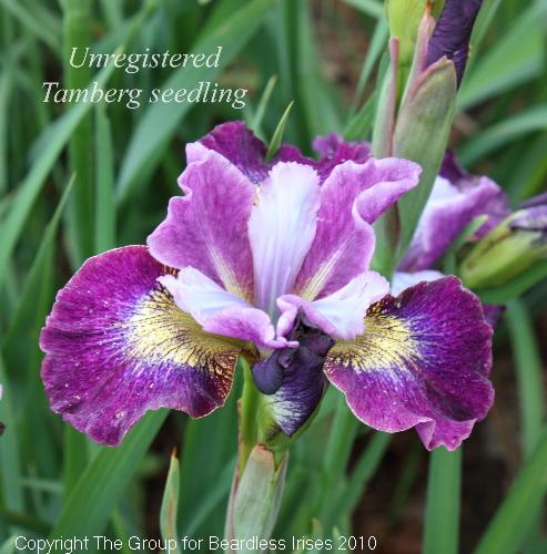 Unregistered Tamberg seedling